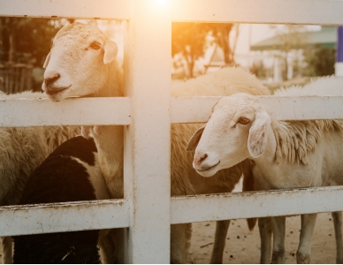 1662109008742002624.jpg 1-1F504153401N3.jpg