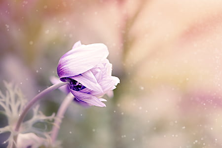 anemone-flower-violet-white-blossom-thumb.jpg