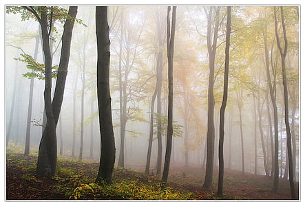 autumn-fog-forest-thumb.jpg