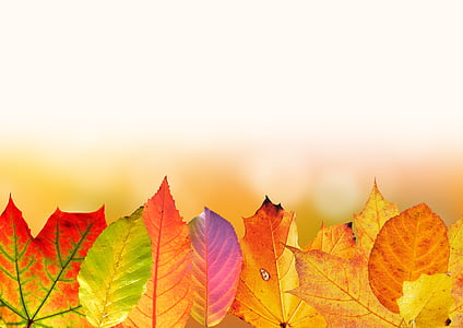 autumn-leaves-colorful-fall-foliage-thumb.jpg