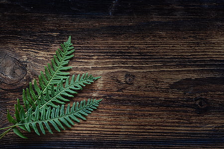 fern-small-fern-green-plant-thumb.jpg
