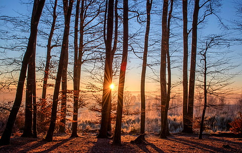 forest-landscape-sun-trees-thumb.jpg