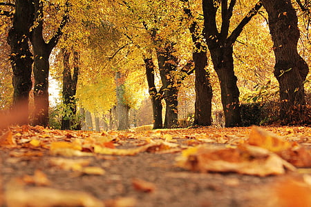 trees-avenue-autumn-away-thumb.jpg
