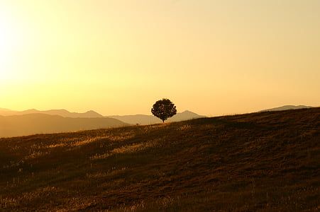 tree-solitary-landscape-umbria-thumb.jpg