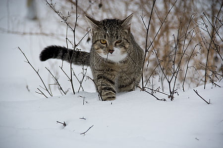 cat-animal-snow-thumb.jpg