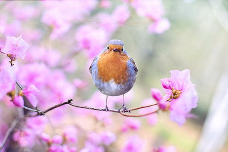 spring-bird-bird-spring-robin-thumb.jpg