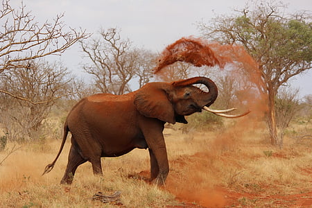 elephant-africa-african-elephant-kenya-thumb.jpg