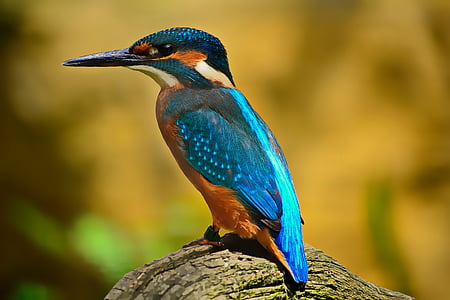 kingfisher-blue-plumage-nature-thumb.jpg