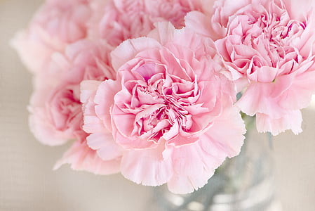 flowers-pink-cloves-cut-flowers-thumb.jpg
