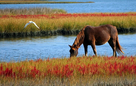 horse-wild-horse-marsh-pony-swamp-thumb.jpg