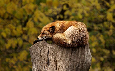 fox-tree-stump-sleeping-thumb.jpg