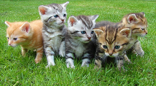 kittens-cat-cat-puppy-rush-thumb.jpg
