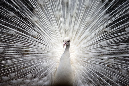peacock-white-bird-nature-thumb.jpg