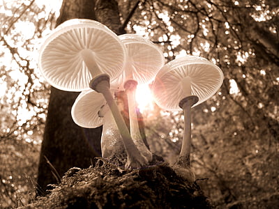 forest-mushrooms-nature-autumn-thumb.jpg