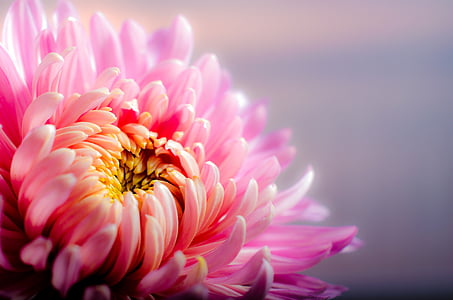chrysanthemum-autumn-pink-flower-thumb.jpg