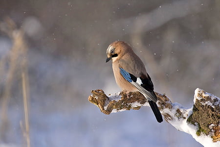 jay-bird-konar-winter-thumb.jpg