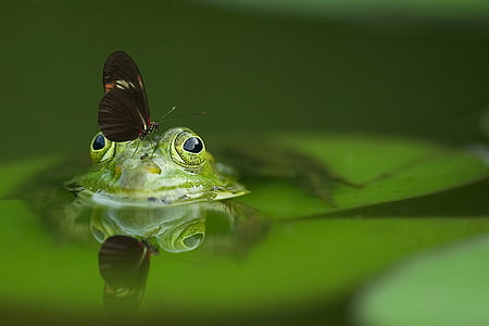 frog-butterfly-pond-mirroring-thumb.jpg