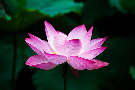 lotus-flower-summer-zen-thumb.jpg